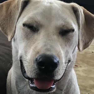 Meet your Posher, Annan